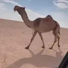 للبيع الضريبه الصفراء