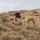 سلام عليكم قعدان اثنين مشروطه من جميع العيوب