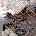 دجاجتين و ديك