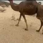 ناقه لقحه