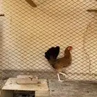 دجاجه بلديه عربيه أصيله ترثه حضانه شرط