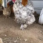 دجاج بلدي وبراهما