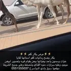 بكار كفو