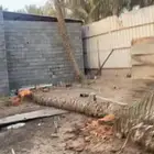 نخل العدد 5 طولهم من 4الى 5متر تقريبا