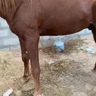 حصان شعبي جزيري