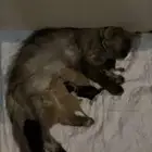 قطط تبني