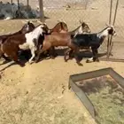 تيوس دهم كلها مخاصي