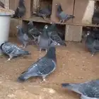 للبيع حمام زاجل