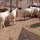 سواكن فل جذعان جملة وتفريد