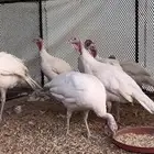 رومي
