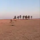 حصان شعبي للبيع