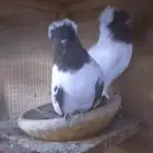 للبيع جوز سوداني امريكي