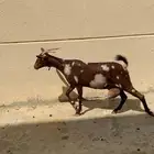 ( تم البيع ) ماشاءالله عنز دهماء بهراء دافع