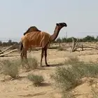 قعود سلاله الهدب