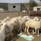 للبيع ضان حريه دفع