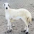 رخل جذعه جبره وشحم فل مشالله