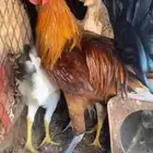 دجاج بلدي