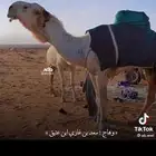 قعود طيب الي يبي زين ولا قصب