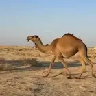 للبيع البكره حقه والقعود مفرود