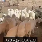 بهم رخال نضيف اعمارها 6 شهور طيب
