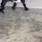 تيس عارضي صنف الصنف مشروع فحل