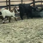 عنز عرضيه طيبه