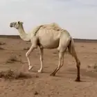 ناقه مبيوع بنتها. عشرا