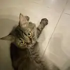 قطط تبني