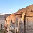 أملج