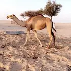 بكار 2 شقح. تجذع الشتاء ذا ضرايب طيبه