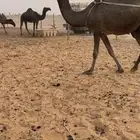 عشرا نظير كفو