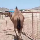 بكره على الحليب تم البيع خارج الموقع