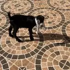 داغوره جفره عارضيه