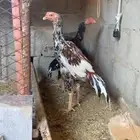 ديك باكستاني سندي