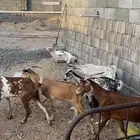 ماعز