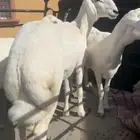 رخال صنف حرش