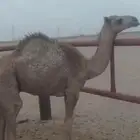 ابل مواشي