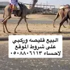 قليصه