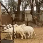 بهم حري عدد 9 للبيع