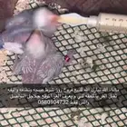 فروخ روز