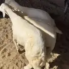 طليان وتيوس