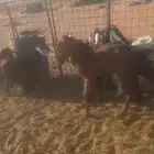 6 جفرات تصلح مقنوي وذبح شحم