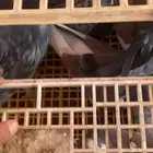 البيع حمام بلدي الصقور وتربيه