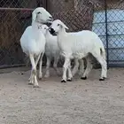 شاتين صنف الصنف تحتها 4 رخال