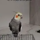 للبيع كراون أليف متكلم هدد دخلي الحد 450