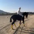 حصان مشروك للبيع تبغاء علومه اتصل على رقمي وسبب البيع ضرف