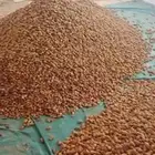 علف تمر