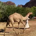 للبيع قعود مفرود