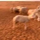 للبيع غنم