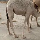 بكره كفوو مقنوي للي ب يقني ومقصبه للي بيقصب شي ةفو